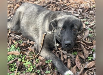 Ferin eine sanfte unsichere Hündin