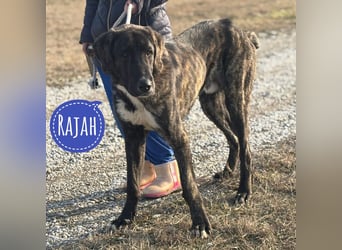 Rajah ein imposanter gutmütiger Kerl