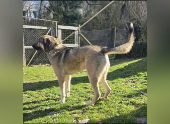 Sardor ein prachtvoller imposanter Rüde