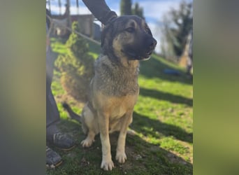 Sardor ein prachtvoller imposanter Rüde