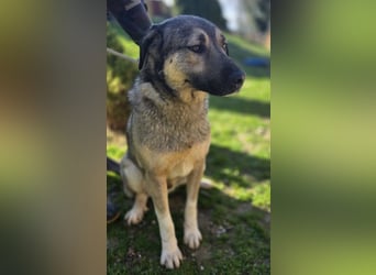 Sardor ein prachtvoller imposanter Rüde