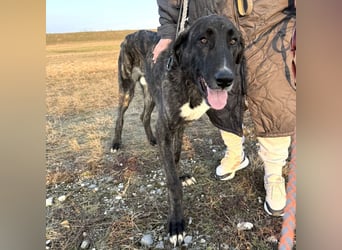 Rajah ein imposanter gutmütiger Kerl