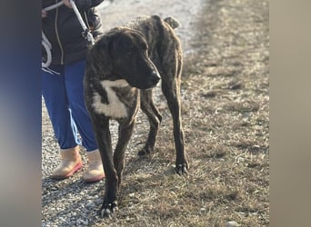 Rajah ein imposanter gutmütiger Kerl