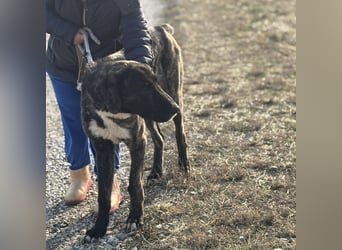 Rajah ein imposanter gutmütiger Kerl