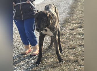 Rajah ein imposanter gutmütiger Kerl