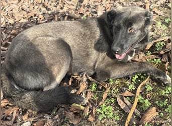 Ferin eine sanfte unsichere Hündin