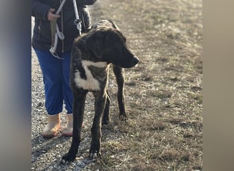 Rajah ein imposanter gutmütiger Kerl