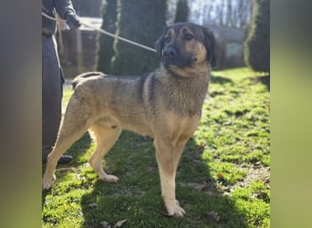 Sardor ein prachtvoller imposanter Rüde