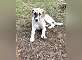 Aenna - freundliches Hundekind