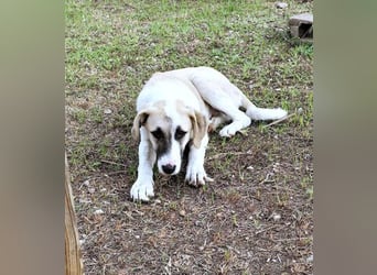 Aenna - freundliches Hundekind