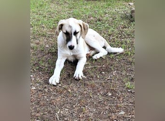 Aenna - freundliches Hundekind