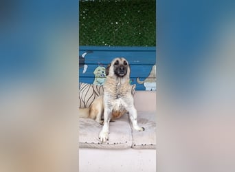 Wundervolle Daisy sucht ein liebevolles Zuhause / Pflegestelle