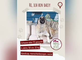 Wundervolle Daisy sucht ein liebevolles Zuhause / Pflegestelle