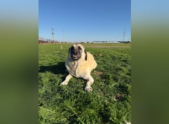 Wundervolle Daisy sucht ein liebevolles Zuhause / Pflegestelle