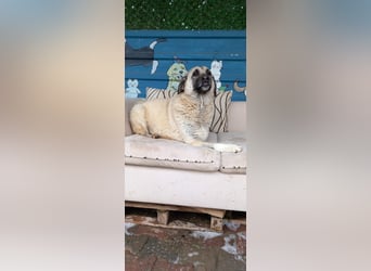 Wundervolle Daisy sucht ein liebevolles Zuhause / Pflegestelle