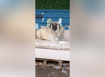 Wundervolle Daisy sucht ein liebevolles Zuhause / Pflegestelle