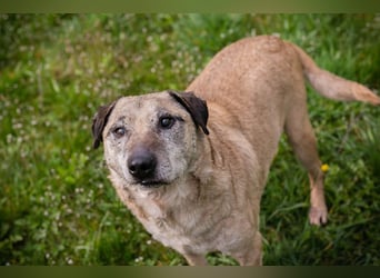 DARIJO - der liebe Kangal-Mix-Rüde sucht hundeerfahrene Menschen und träumt von einem eigenen Garten