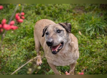 DARIJO - der liebe Kangal-Mix-Rüde sucht hundeerfahrene Menschen und träumt von einem eigenen Garten