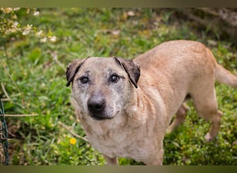 DARIJO - der liebe Kangal-Mix-Rüde sucht hundeerfahrene Menschen und träumt von einem eigenen Garten