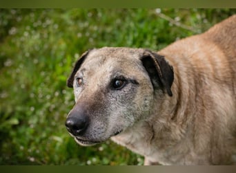 DARIJO - der liebe Kangal-Mix-Rüde sucht hundeerfahrene Menschen und träumt von einem eigenen Garten