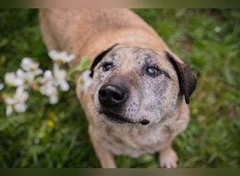 DARIJO - der liebe Kangal-Mix-Rüde sucht hundeerfahrene Menschen und träumt von einem eigenen Garten