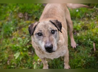 DARIJO - der liebe Kangal-Mix-Rüde sucht hundeerfahrene Menschen und träumt von einem eigenen Garten