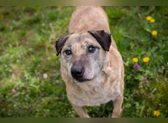 DARIJO - der liebe Kangal-Mix-Rüde sucht hundeerfahrene Menschen und träumt von einem eigenen Garten