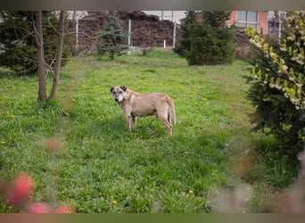 DARIJO - der liebe Kangal-Mix-Rüde sucht hundeerfahrene Menschen und träumt von einem eigenen Garten