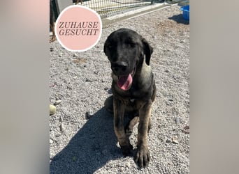 Sweetie Winnie sucht forever Home❤️
