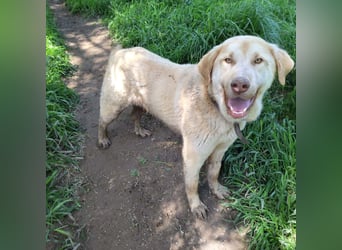 Liebenswerter SIERRO-sanfter Blick, gutmütig, sozial, verschmust, verspielt angenehmer Begleiter