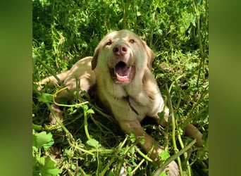 Liebenswerter SIERRO-sanfter Blick, gutmütig, sozial, verschmust, verspielt angenehmer Begleiter