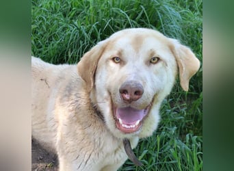 Liebenswerter SIERRO-sanfter Blick, gutmütig, sozial, verschmust, verspielt angenehmer Begleiter