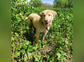 Liebenswerter SIERRO-sanfter Blick, gutmütig, sozial, verschmust, verspielt angenehmer Begleiter