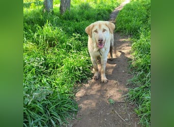 Liebenswerter SIERRO-sanfter Blick, gutmütig, sozial, verschmust, verspielt angenehmer Begleiter