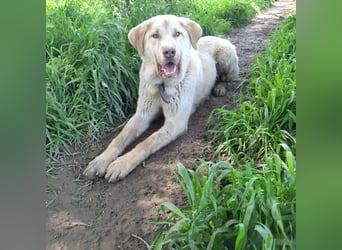 Liebenswerter SIERRO-sanfter Blick, gutmütig, sozial, verschmust, verspielt angenehmer Begleiter