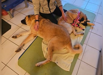 LittleBit – ein kleines Kangal-Wunder voller Lebensfreude