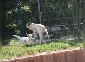 LittleBit – ein kleines Kangal-Wunder voller Lebensfreude