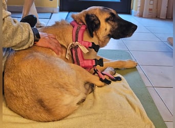 LittleBit – ein kleines Kangal-Wunder voller Lebensfreude