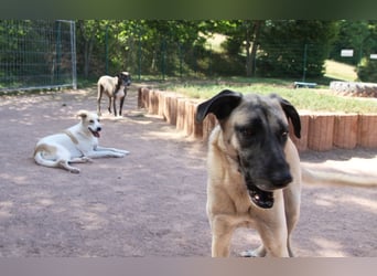 LittleBit – ein kleines Kangal-Wunder voller Lebensfreude