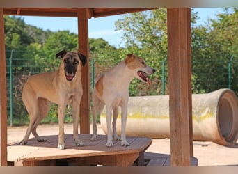 LittleBit – ein kleines Kangal-Wunder voller Lebensfreude