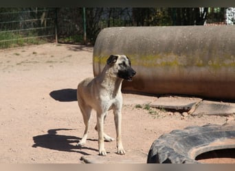 LittleBit – ein kleines Kangal-Wunder voller Lebensfreude
