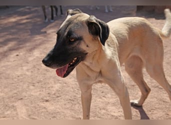 LittleBit – ein kleines Kangal-Wunder voller Lebensfreude