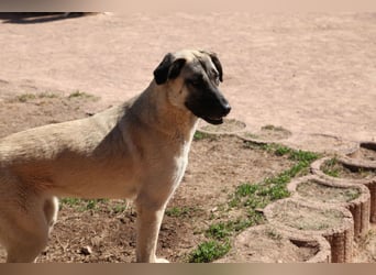 LittleBit – ein kleines Kangal-Wunder voller Lebensfreude