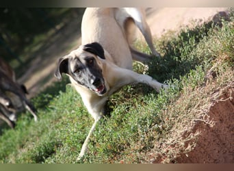 LittleBit – ein kleines Kangal-Wunder voller Lebensfreude