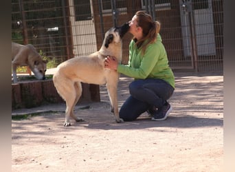 LittleBit – ein kleines Kangal-Wunder voller Lebensfreude