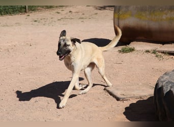 LittleBit – ein kleines Kangal-Wunder voller Lebensfreude