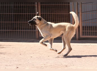 LittleBit – ein kleines Kangal-Wunder voller Lebensfreude