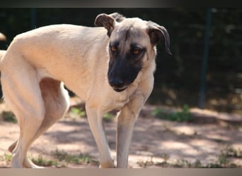 LittleBit – ein kleines Kangal-Wunder voller Lebensfreude