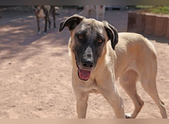 LittleBit – ein kleines Kangal-Wunder voller Lebensfreude