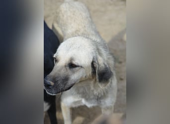 Rana (Kangal Mischling), ca. 2021 geboren, gut verträgliche Hündin, sehr lieb Rana (Kangal Mischling), ca. 2021 geboren, gut verträgliche Hündin, sehr lieb